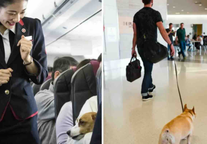 Lần đầu tiên Hàng không Úc cho phép thú cưng lên máy bay từ tháng 10/2025